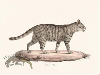 Cuvier 113 Nepaul Cat